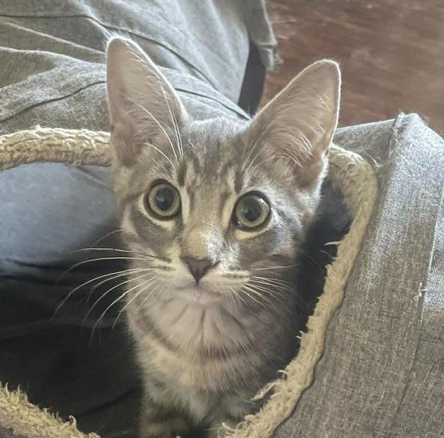 Alfie, a gray tabby kitten