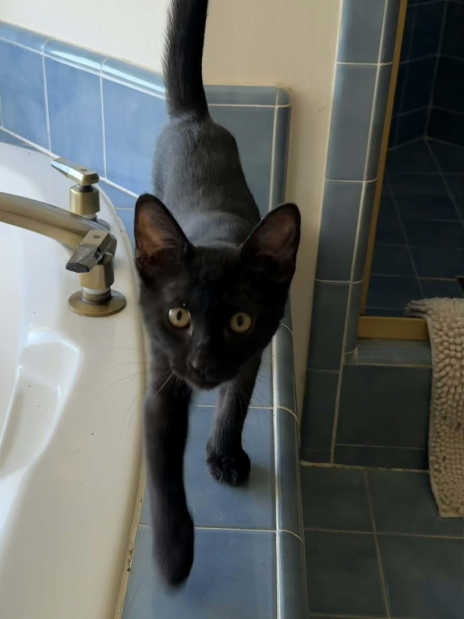 Angus, a black kitten