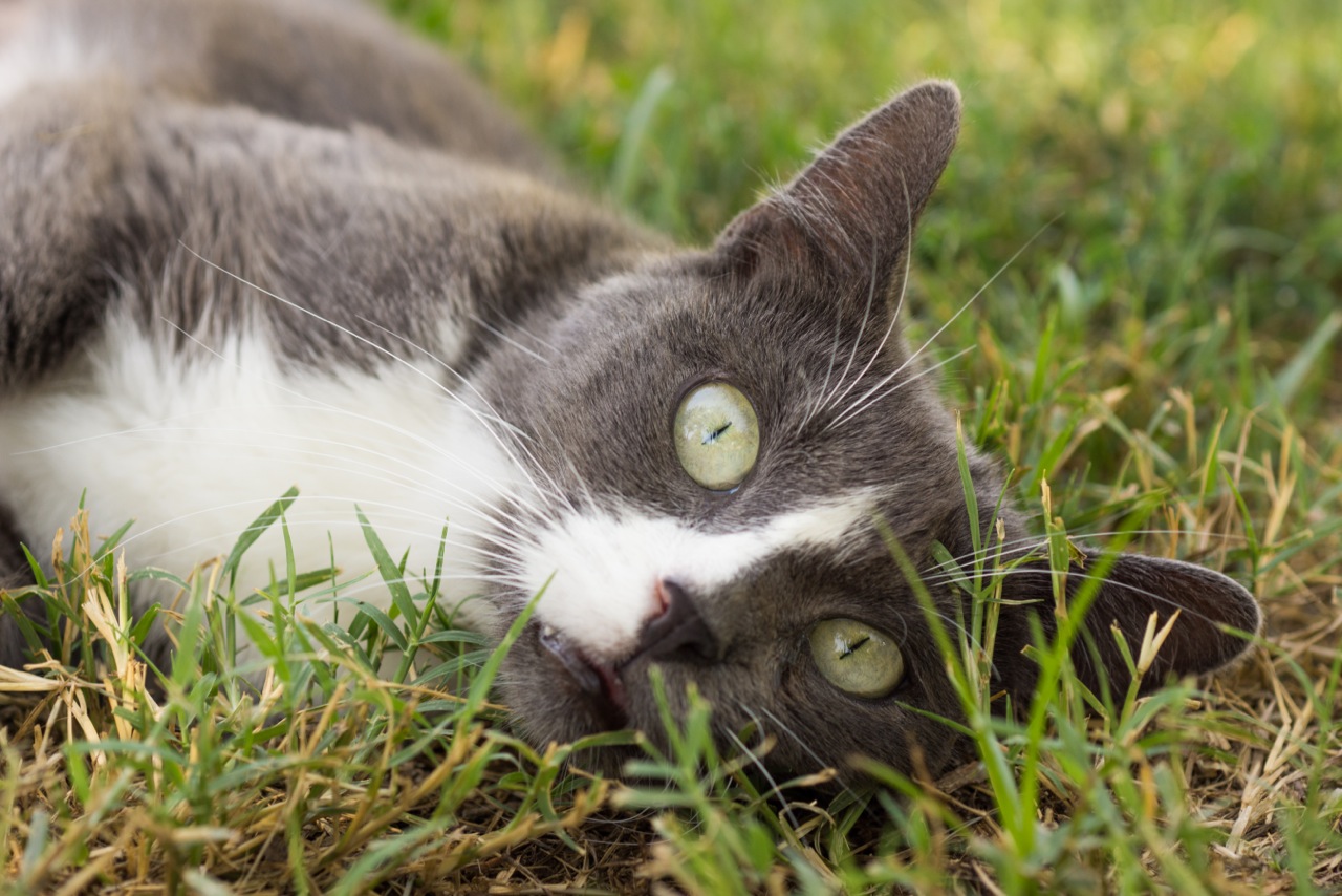 A sanctuary cat lounging in sunlit grass