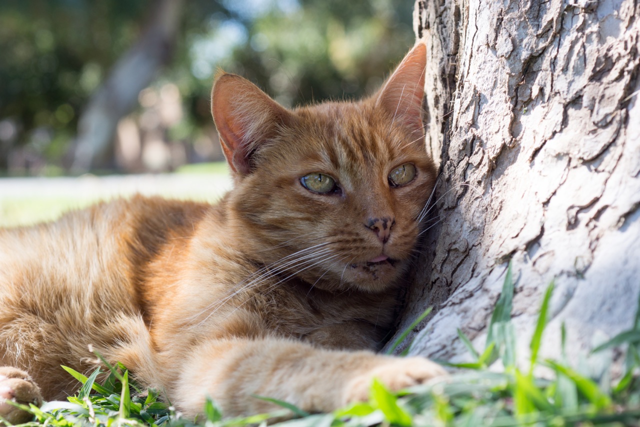 An orange cat resting against a tree at The Cat House on the Kings